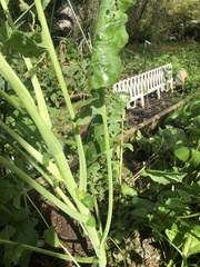 Brassica oleracea