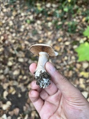 Cortinarius lucorum