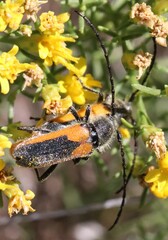 Crossidius suturalis