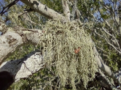 Ramalina peruviana