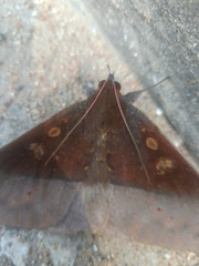 Ischyja