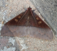 Ischyja