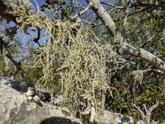 Ramalina peruviana