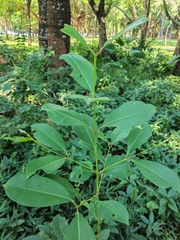 Syzygium cumini