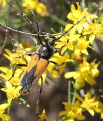 Crossidius suturalis