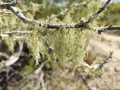 Ramalina peruviana