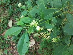 Syzygium cumini