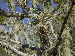 Ramalina peruviana