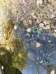 Ludwigia peploides glabrescens