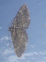 Larentiinae