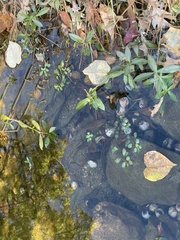 Ludwigia peploides glabrescens