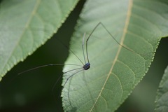 Leiobunum viridorsum