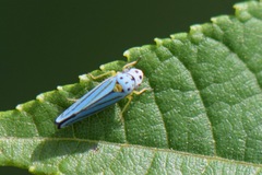 Graphocephala atropunctata