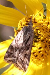 Loxostege cereralis