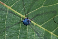 Leiobunum viridorsum