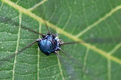 Leiobunum viridorsum