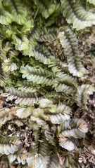 Jungermanniineae