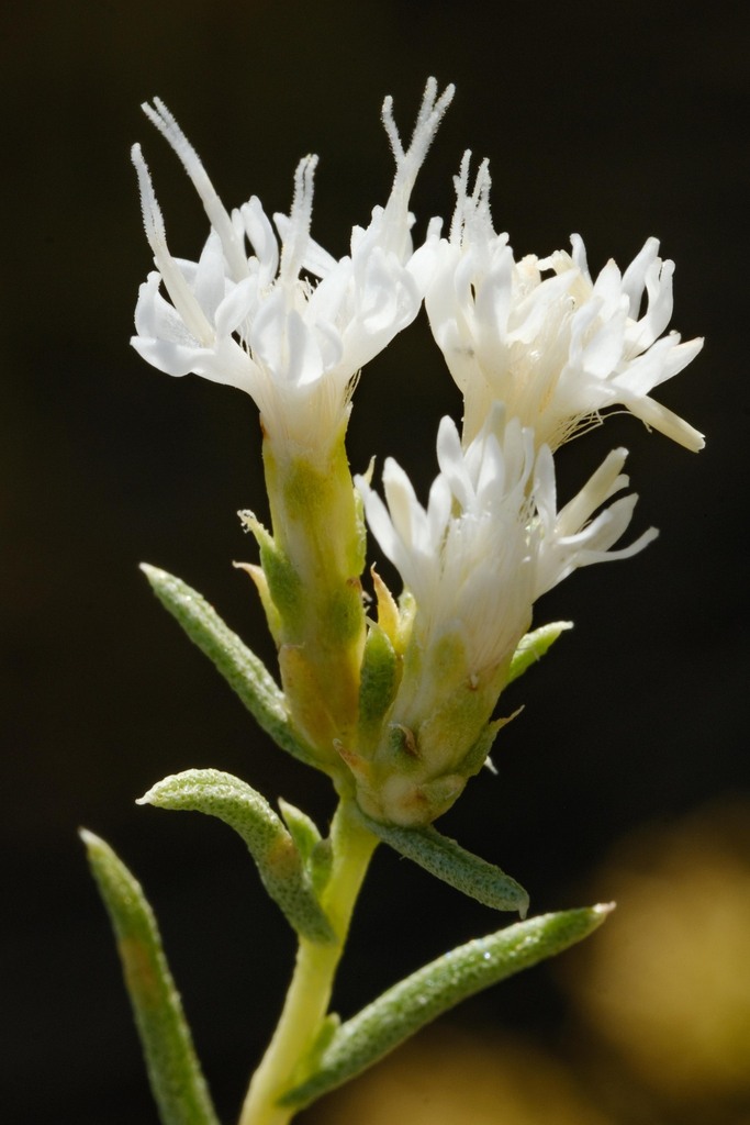 white-flowered rabbitbrush