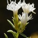White-flowered Rabbitbrush - Photo (c) Zach Coury, some rights reserved (CC BY-NC), uploaded by Zach Coury