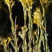 Smooth-fruit Rabbitbrush - Photo (c) Zach Coury, some rights reserved (CC BY-NC), uploaded by Zach Coury