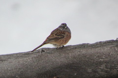 Emberiza godlewskii