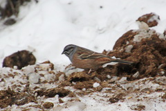 Emberiza godlewskii