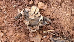 Astraeus hygrometricus