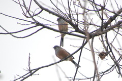 Emberiza godlewskii