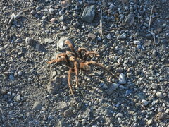 Aphonopelma eutylenum