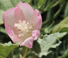 Malvella leprosa