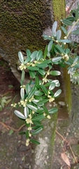 Buxus bodinieri