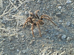 Aphonopelma eutylenum