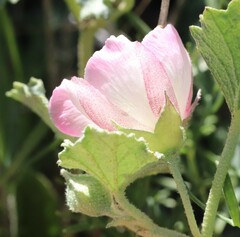 Malvella leprosa
