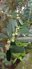 Buxus bodinieri