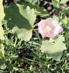 Malvella leprosa