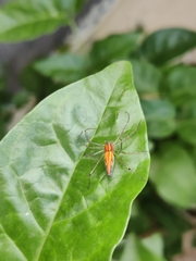 Oxyopes macilentus