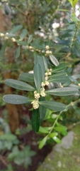 Buxus bodinieri