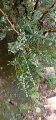 Buxus bodinieri