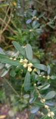 Buxus bodinieri