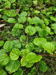 Plectranthus verticillatus