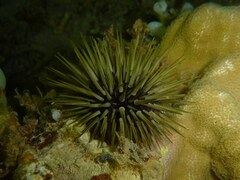 Echinoidea