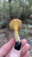 Suillus caerulescens