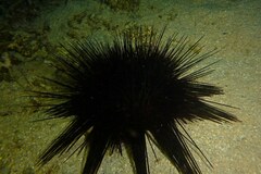 Echinoidea