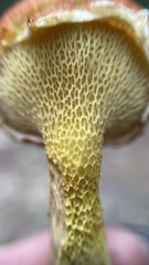 Suillus caerulescens