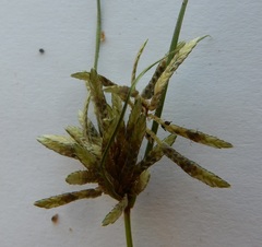 Cyperus flavescens