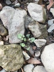 Cardamine pensylvanica
