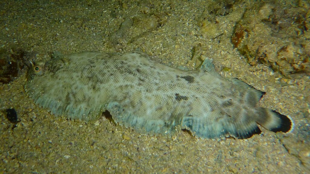Soleichthys tubiferus