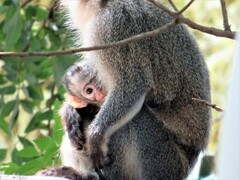 Chlorocebus pygerythrus pygerythrus