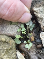 Cardamine pensylvanica