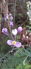 Comesperma